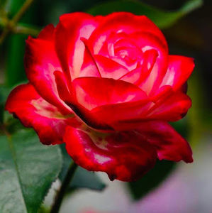 Meet your Posher, Skyler